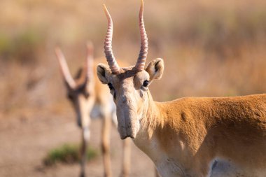 Vahşi erkek Saiga antilobu ya da bozkırdaki Saiga tataritası. Federal doğa rezervi Mekletinskii, Kalmykia, Rusya.