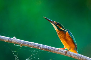 Ortak Avrupa Balıkçılığı veya Alcedo kalkışa hazır.