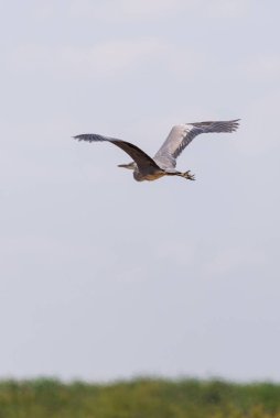 Gri Heron veya Ardea Cinerea uçuşta.