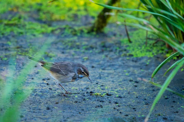 Bluethroat Luscinia Svecica Wilde Natuur — Stockfoto