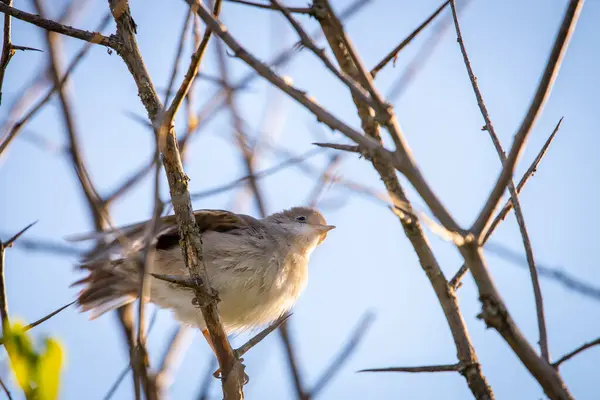 Warbler Caña Euroasiática Acrocephalus Scirpaceus Close —  Fotos de Stock