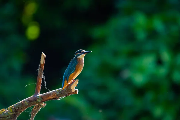 Kingfisher Europeu Comum Alcedo Atthis Senta Pau Acima Rio Caça — Fotografia de Stock