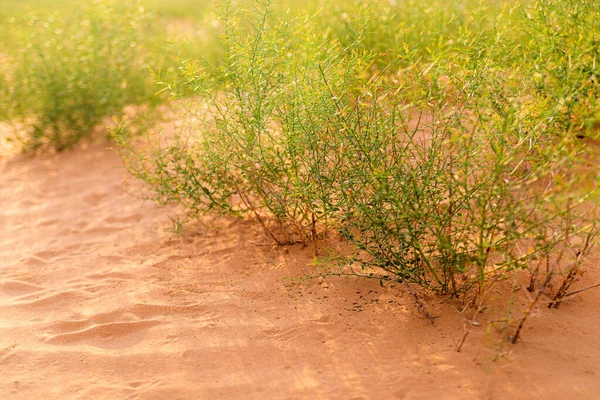 Desert plant. Camel thorn plant. Green bush in the desert. Green grass on dried ground. Desert soil. Desert landscape in summer.