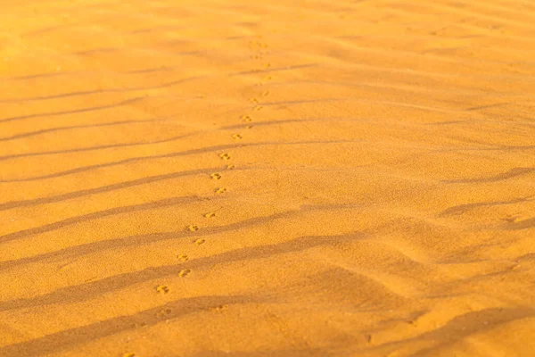 Padrão Areia Dourada Uma Praia Verão Com Cadeia Faixas Superfície — Fotografia de Stock