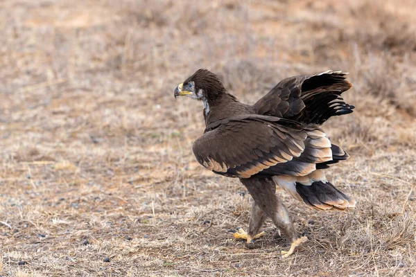 Close Van Broedende Jonge Steppe Adelaar Aquila Een Grond — Stockfoto