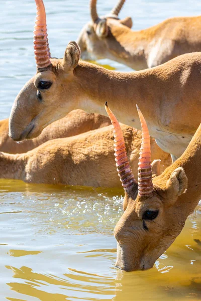 Saigas at a watering place drink water and bathe during strong heat and drought. Saiga tatarica is listed in the Red Book, Chyornye Zemli or Black Lands Nature Reserve, Kalmykia region, Russia.