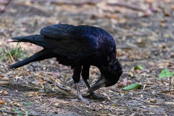 Rook Bird Corvus Frugilegus Ground — Stock Photo, Image