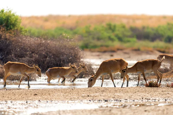 Saiga Αντιλόπη Saiga Tatarica Στη Στέπα Federal Nature Reserve Mekletinskii — Φωτογραφία Αρχείου