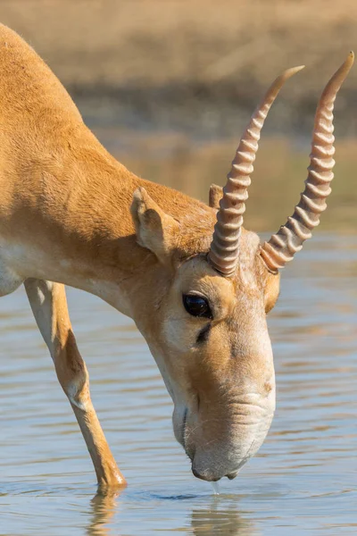 Άγριο Αρσενικό Saiga Αντιλόπη Saiga Tatarica Στη Στέπα Federal Nature — Φωτογραφία Αρχείου