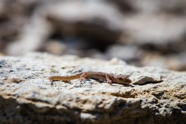 Parzystokopytny Gecko Rodzaj Alcophyllex Lub Skrzypiący Gecko Dzikiej Przyrody — Zdjęcie stockowe