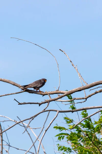 Αρσενικό Γεράκι Κόκκινα Πόδια Falco Vespertinus Που Κάθεται Κλαδί — Φωτογραφία Αρχείου