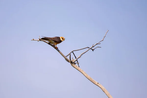 Femmina Falco Dalle Zampe Rosse Falco Vespertinus Ramo Albero — Foto Stock