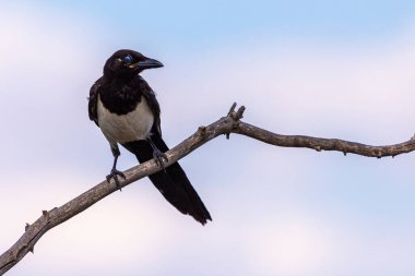 Gökyüzü arka planında bir ağaç dalına tünemiş saksağan ya da pica pica.