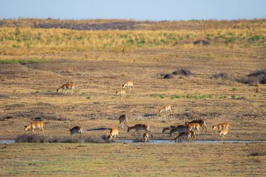 Savanada, bozkırda bir saiga sürüsü otlanır. Bu dünyadaki en büyük saiga sürüsünün bir parçası. Saigak, bu antilopların alt familyasından çatallı bir memeli.