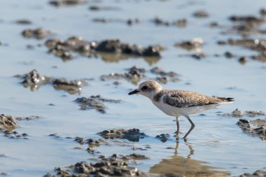 Kentish Plover veya Charadrius Alexandrinus suyun üzerinde