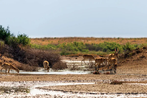 Antílope Saiga Saiga Tatarica Estepa Reserva Natural Federal Mekletinskii Kalmykia — Foto de Stock