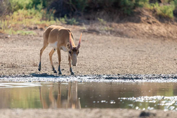 Άγριο Αρσενικό Saiga Αντιλόπη Saiga Tatarica Στη Στέπα Federal Nature — Φωτογραφία Αρχείου