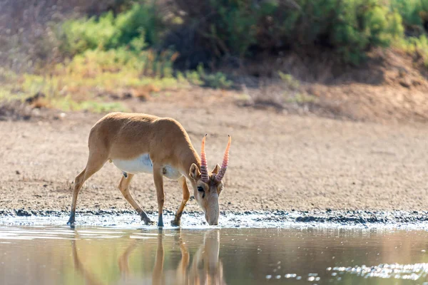 Antilope Saiga Mâle Sauvage Tatarica Saiga Dans Steppe Réserve Naturelle — Photo