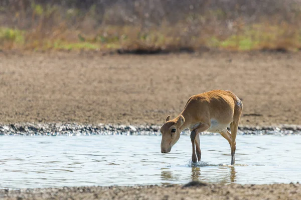 Άγριο Αρσενικό Saiga Αντιλόπη Saiga Tatarica Στη Στέπα Federal Nature — Φωτογραφία Αρχείου