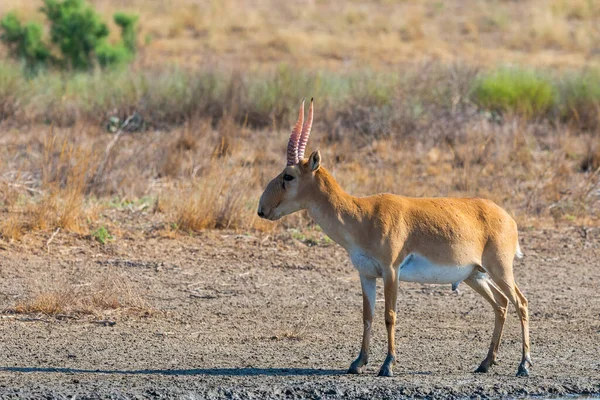 Άγριο Αρσενικό Saiga Αντιλόπη Saiga Tatarica Στη Στέπα Federal Nature — Φωτογραφία Αρχείου