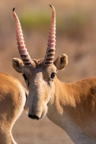 Vad Férfi Saiga Antilop Vagy Saiga Tatarica Sztyeppén Szövetségi Természetvédelmi — Stock Fotó