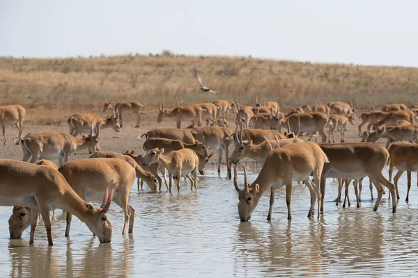 Saiga Αντιλόπη Saiga Tatarica Στη Στέπα Federal Nature Reserve Mekletinskii — Φωτογραφία Αρχείου