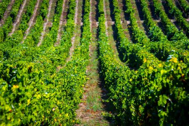 Sonbahar ve sonbahar mevsiminde üzüm bağları. Şaraphane Çiftliği, Gün batımından önce çekilmiş..