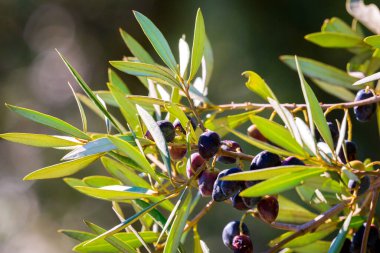 Siyah zeytin ağacı. Yunan zeytinliği detayı.
