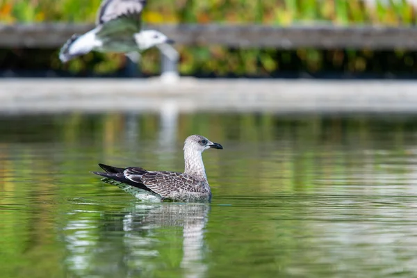 Mouette Flottant Sur Étang Eau Douce — Photo