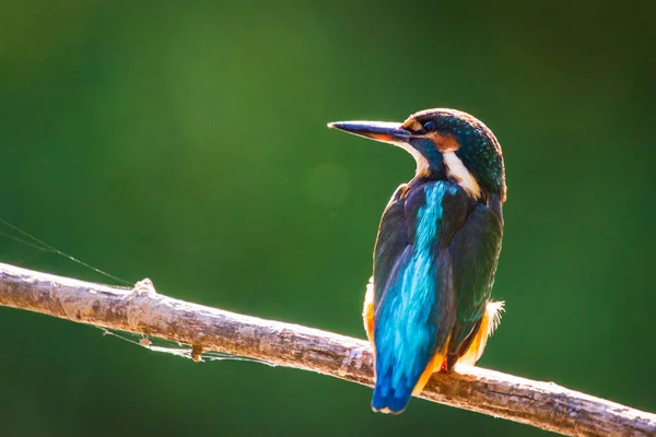 Common European Kingfisher Alcedo Atthis Sits Stick River Hunting Fish — Stock Photo, Image