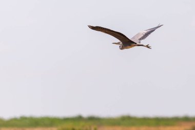 Gri Heron veya Ardea Cinerea uçuşta.