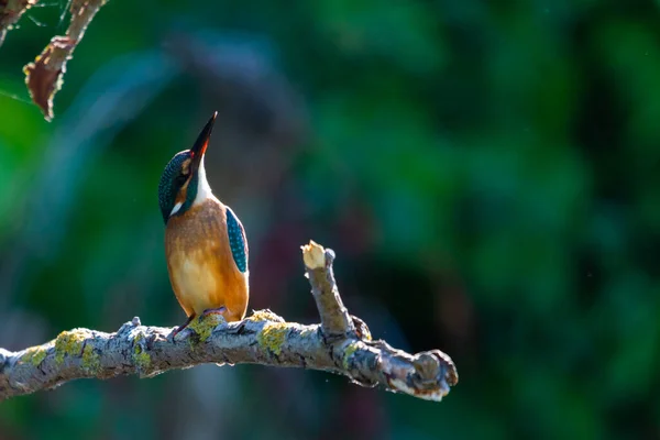 Kingfisher Européen Commun Alcedo Àce Siège Sur Bâton Dessus Rivière — Photo