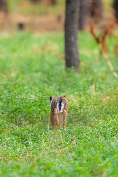 Lièvre Gris Brun Court Dans Herbe Verte — Photo