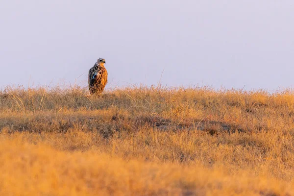 Buizerd Met Lange Benen Buteo Rufinus Een Grond — Stockfoto