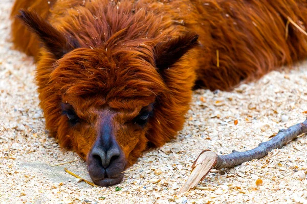 Marrón Pelaje Peludo Lama Encuentra Suelo Día Soleado —  Fotos de Stock