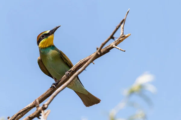 Европейский Пчелоед Merops Apiaster Обыкновенная Пчелоед Ветке — стоковое фото