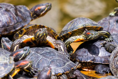 Bir grup kırmızı kulaklı kaydırıcı ya da Trachemys senaryosu havuzda zariftir. Onlarca sarı karınlı sürgülü kaplumbağa tahtadan bir yüzey üzerinde güneşleniyor..