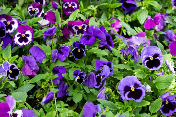 Flowers Garden Pansies Purple White Color — Stock Photo, Image