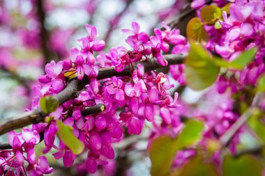 Kafkasya bölgesindeki Mor çiçekli Cercis silikastrum fabrikasını kapatın..