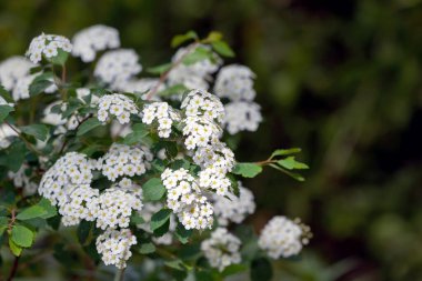 Spirea Wangutta. Doğanın güzel çiçek arkaplanı. Narin beyaz çiçekler. Spiraea vanhouttei.
