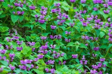 Lamium Maculatum 'un mor çiçekleri sürünen toprak örtüsü bitkisi.