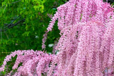 Çiçek açan güzel Tamarisk ağacı ya da Tamarix Parviflora pembe çiçeklerle.