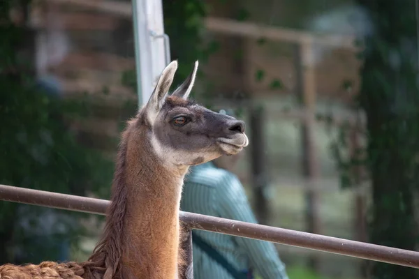 Close Portrait Funny Lama Zoo — Stock Photo, Image