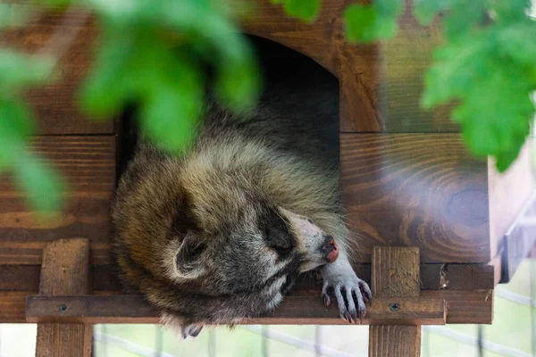 Raton Laveur Reposant Dormant Dans Une Petite Maison Bois — Photo