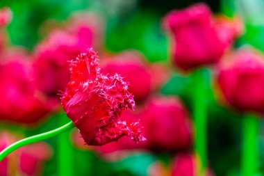 Terry kırmızı püsküllü lale çiçekli bir bahçede