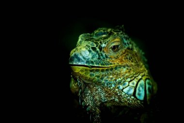 Koyu arkaplanda yakalanmış bir iguana kertenkelesi görüntüsü.