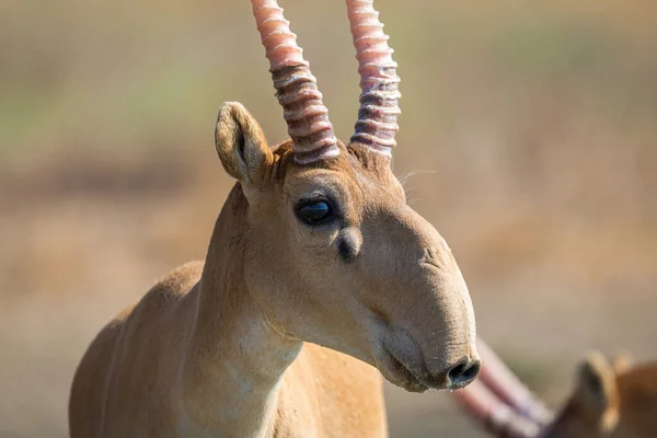 Antilope Saiga Mâle Sauvage Tatarica Saiga Dans Steppe Réserve Naturelle — Photo