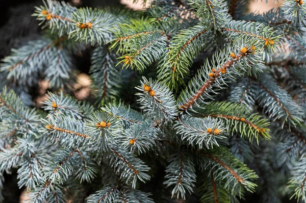 Takken Van Sparren Naaldbomen Achtergrond Natuurlijke Textuur — Stockfoto