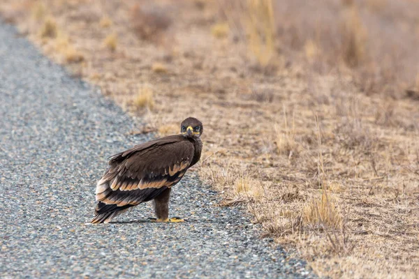 Primo Piano Aquila Steppa Giovane Aquila Terreno — Foto Stock