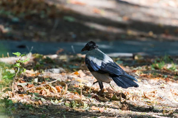 Corneille Capuchon Recherche Nourriture Sol Corvus Cornix — Photo